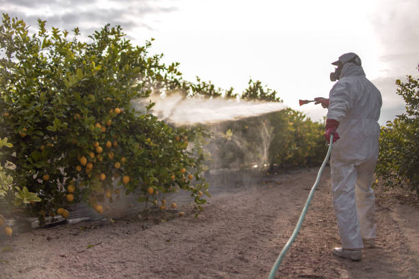Best Affordable Pest Control Services  in Aiea, HI