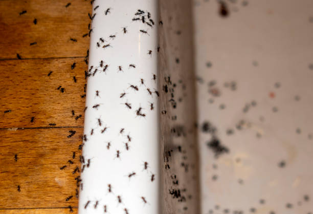 Best Affordable Pest Control Services  in Aiea, HI