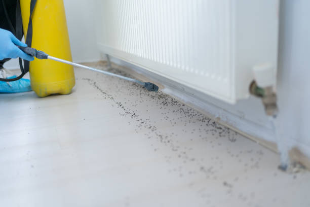 Best Pest Prevention Services  in Aiea, HI